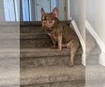 Small Photo #1 French Bulldog Puppy For Sale in THORNTON, CO, USA