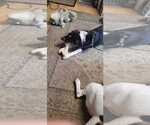 Small Photo #12 Border Collie-Unknown Mix Puppy For Sale in Oakhurst, NJ, USA