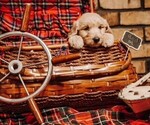 Small Photo #4 Goldendoodle Puppy For Sale in HUGHES SPRINGS, TX, USA
