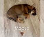 Small #4 Mutt