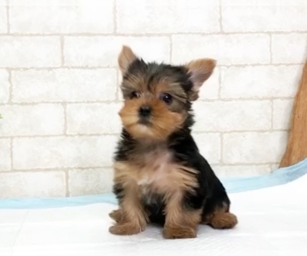 Medium Photo #5 Yorkshire Terrier Puppy For Sale in SAN FRANCISCO, CA, USA