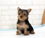 Small Photo #5 Yorkshire Terrier Puppy For Sale in SAN FRANCISCO, CA, USA