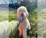 Small Photo #4 Goldendoodle Puppy For Sale in GALT, CA, USA