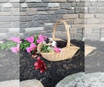Small #2 Pembroke Welsh Corgi