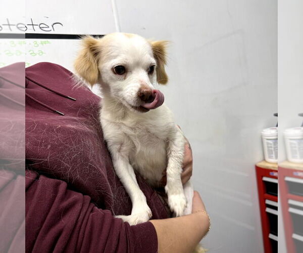 Medium Photo #1 Colonial Cocker Spaniel-Unknown Mix Puppy For Sale in Chico, CA, USA