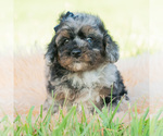 Puppy Stevie Poodle (Miniature)
