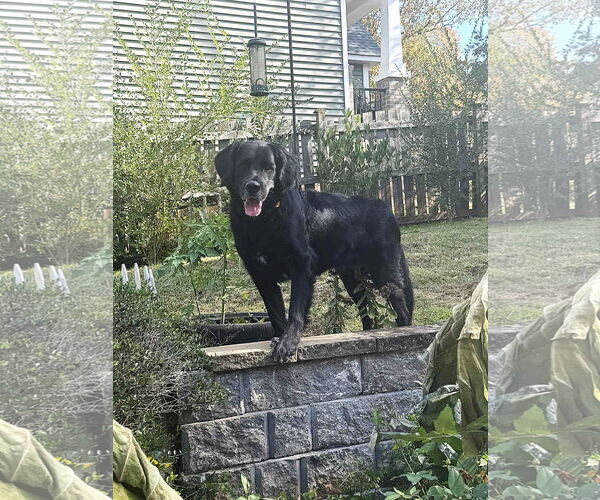 Medium Photo #8 Bernese Mountain Dog-Retriever  Mix Puppy For Sale in Arlington, VA, USA