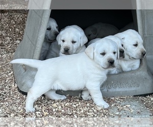 Labrador Retriever Puppy for sale in ALL HEALING SPRINGS, NC, USA