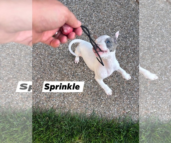 Medium Photo #3 American Pit Bull Terrier-Unknown Mix Puppy For Sale in Marine City, MI, USA