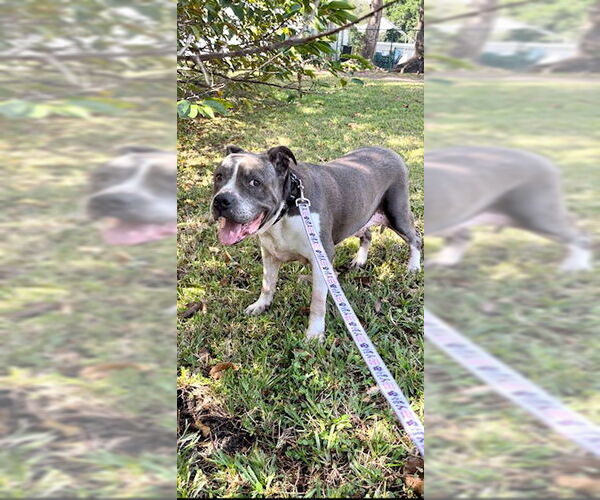Medium Photo #10 Staffordshire Bull Terrier Puppy For Sale in Weston, FL, USA