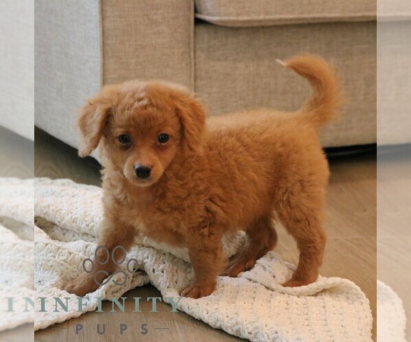 Medium Photo #5 Cavapoo Puppy For Sale in PARADISE, PA, USA