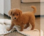 Small #4 Cavapoo