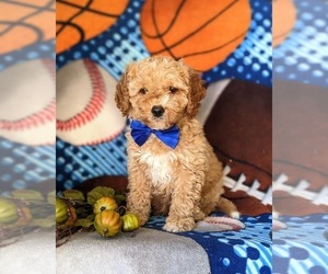 Goldendoodle (Miniature) Puppy for sale in KIRKWOOD, PA, USA