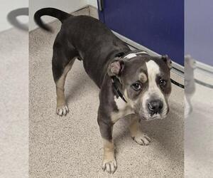 American Pit Bull Terrier-Unknown Mix Dogs for adoption in Bakersfield, CA, USA
