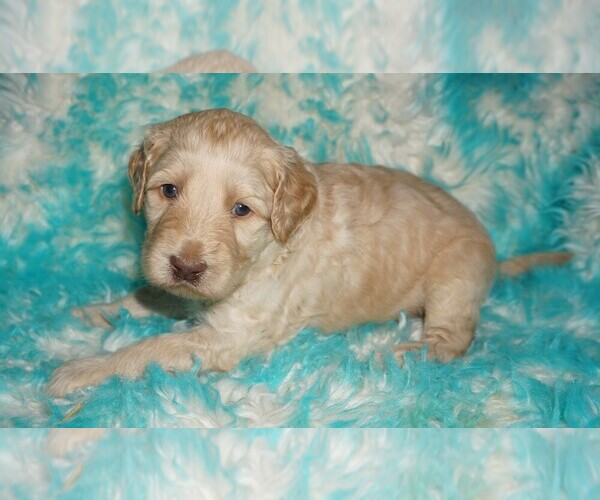 Medium Photo #1 Labradoodle mix (+ Poodle Standard) Puppy For Sale in LA HABRA, CA, USA