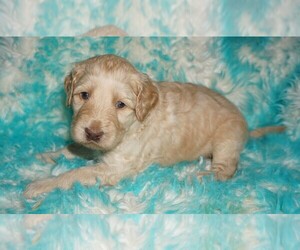 Labradoodle mix (+ Poodle Standard) Puppy for sale in LA HABRA, CA, USA