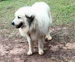 Small Photo #1 German Shepherd Dog-Great Pyrenees Mix Puppy For Sale in JONESBORO, GA, USA