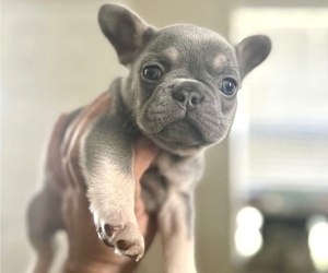 French Bulldog Puppy for sale in SAN FRANCISCO, CA, USA