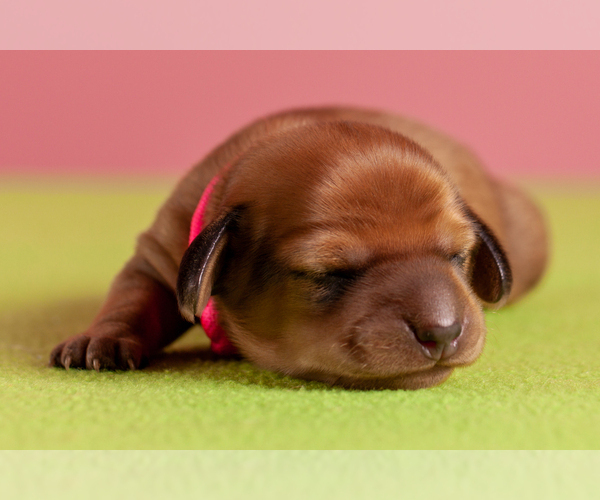Medium Photo #7 Dachshund Puppy For Sale in CROWLEY, TX, USA
