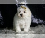 Small #2 Maltipoo (Miniature)