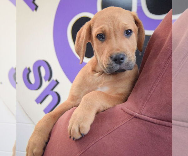 Medium Photo #5 Mastiff-Unknown Mix Puppy For Sale in Huntley, IL, USA