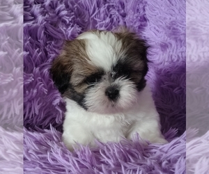 Shih Tzu Puppy for sale in PORT SAINT LUCIE, FL, USA