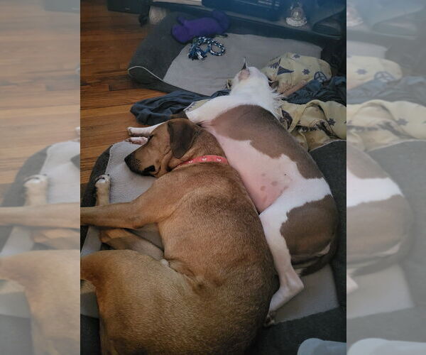 Medium Photo #14 Rhodesian Ridgeback-Unknown Mix Puppy For Sale in Brewster, NY, USA