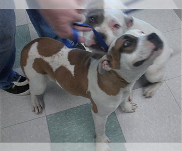 Medium Photo #1 American Bulldog Puppy For Sale in Oklahoma City, OK, USA