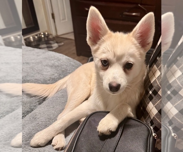 Medium Photo #140 Pomsky Puppy For Sale in LOVELAND, CO, USA