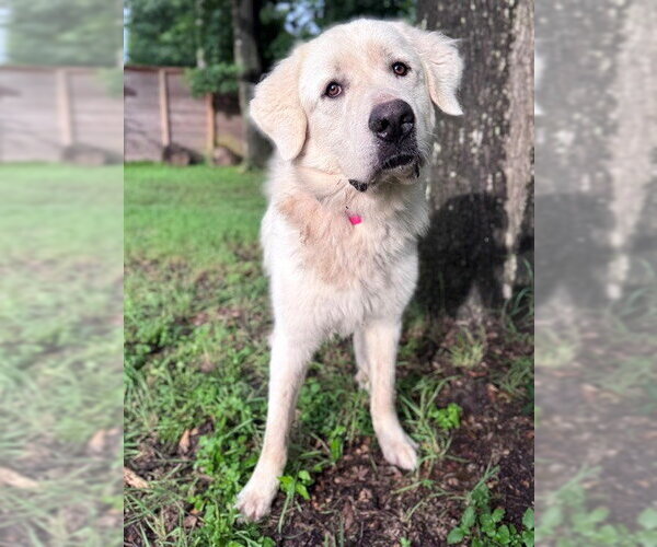 Medium Photo #4 Great Pyrenees Puppy For Sale in Spring, TX, USA