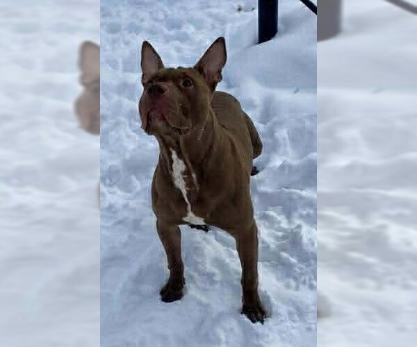 Medium Photo #4 Mutt Puppy For Sale in Strongsville, OH, USA