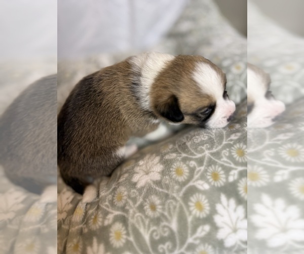 Medium Photo #8 Pembroke Welsh Corgi Puppy For Sale in GRAND RAPIDS, MI, USA