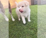 Puppy Puppy 4 Pomsky