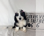 Bella - Female Bernedoodle Puppy for Sale - Photo #5