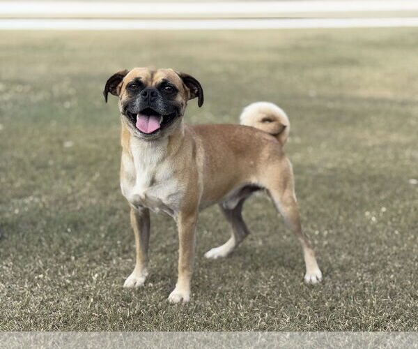 Medium Photo #2 Puggle Puppy For Sale in PIPE CREEK, TX, USA