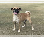 Small #1 Puggle