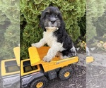 Small #2 Cockapoo