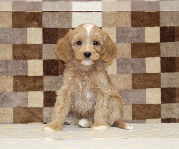 Medium Photo #3 Bernedoodle (Miniature)-Cavapoo (Miniature) Mix Puppy For Sale in DENVER, PA, USA