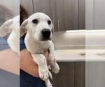 Small Great Pyrenees