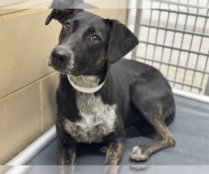 German Shorthaired Pointer-Unknown Mix Dogs for adoption in Pueblo, CO, USA