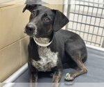 Small German Shorthaired Pointer Mix