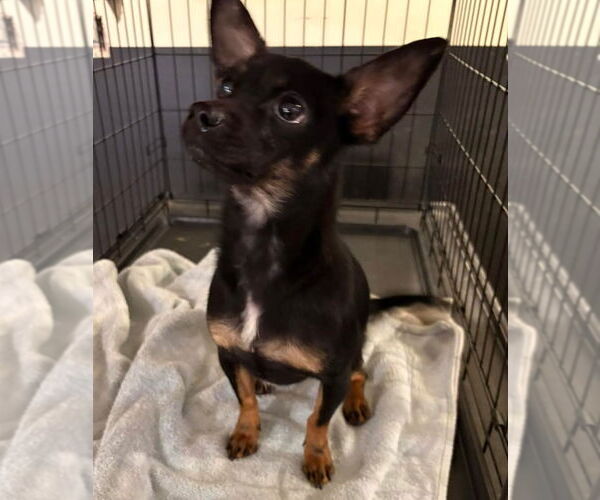 Medium Photo #2 Chihuahua-Unknown Mix Puppy For Sale in Thomasville, NC, USA