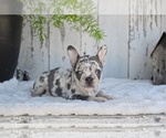 Small #1 French Bulldog