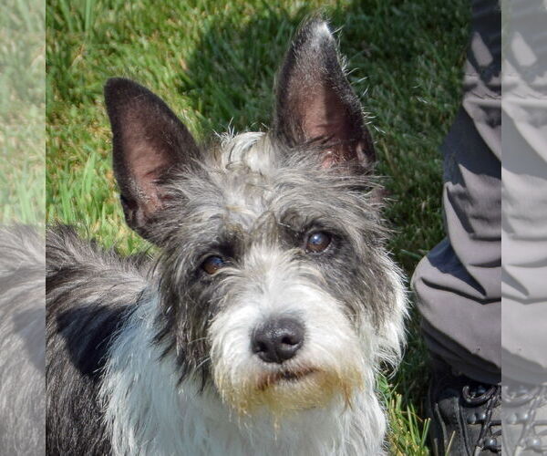 Medium Photo #6 Mutt Puppy For Sale in Huntley, IL, USA