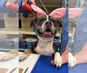 American Pit Bull Terrier-Unknown Mix Dogs for adoption in Germantown, OH, USA
