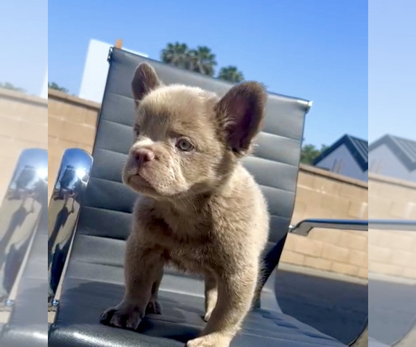 Medium Photo #12 French Bulldog Puppy For Sale in SANTA BARBARA, CA, USA