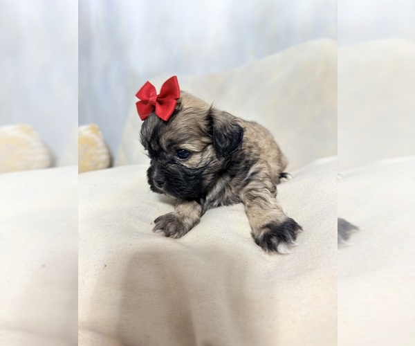 Medium Photo #27 Shih Tzu Puppy For Sale in LANCASTER, CA, USA