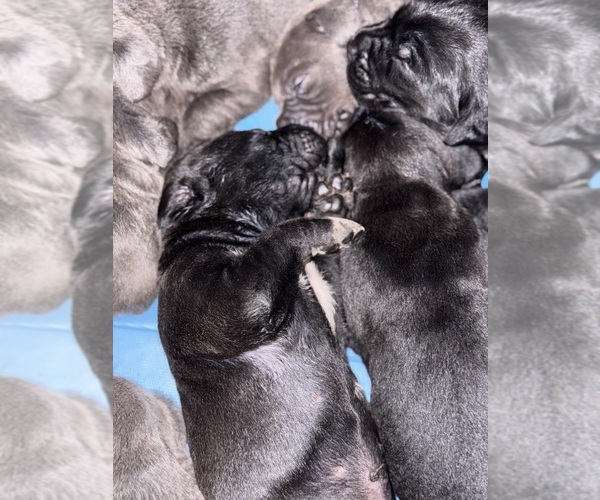 Medium Photo #36 Cane Corso Puppy For Sale in ANDERSON, IN, USA