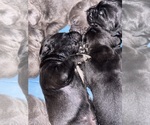 Small #35 Cane Corso