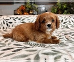 Small #2 Cavapoo